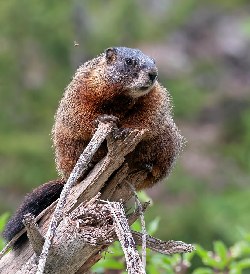 Yellow-bellied Marmot Photograph By Downing Photography 