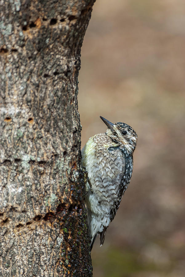 Yellow-bellied Sapsucker - 4641 Photograph by Jerry Owens