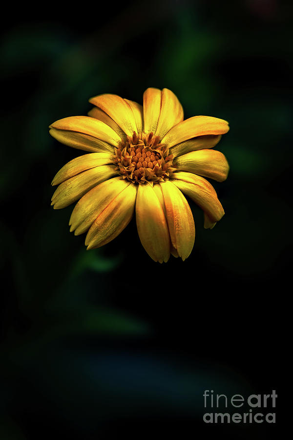 Yellow Bidens Flower #1 Photograph by Adrian Evans
