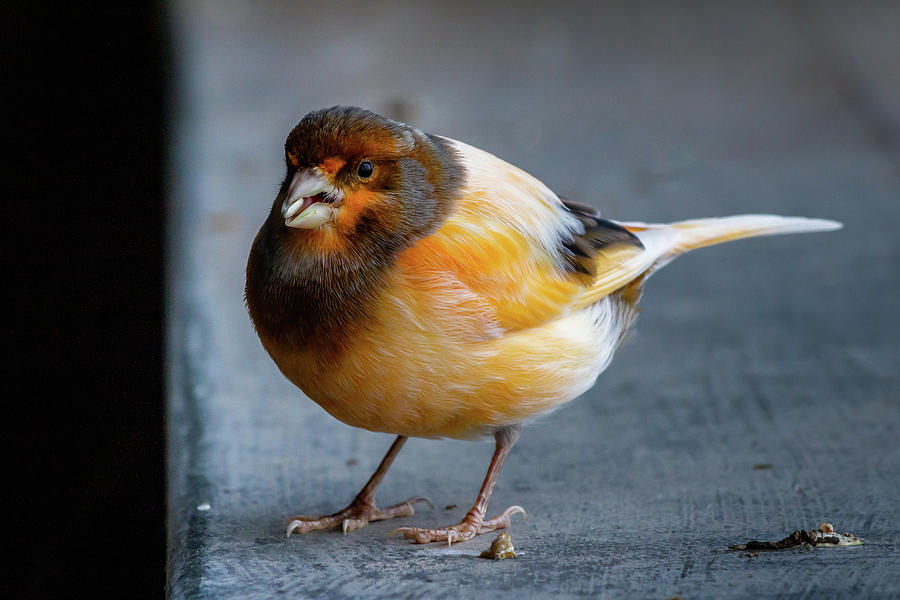 Yellow bird #1 Photograph by SAURAVphoto Online Store