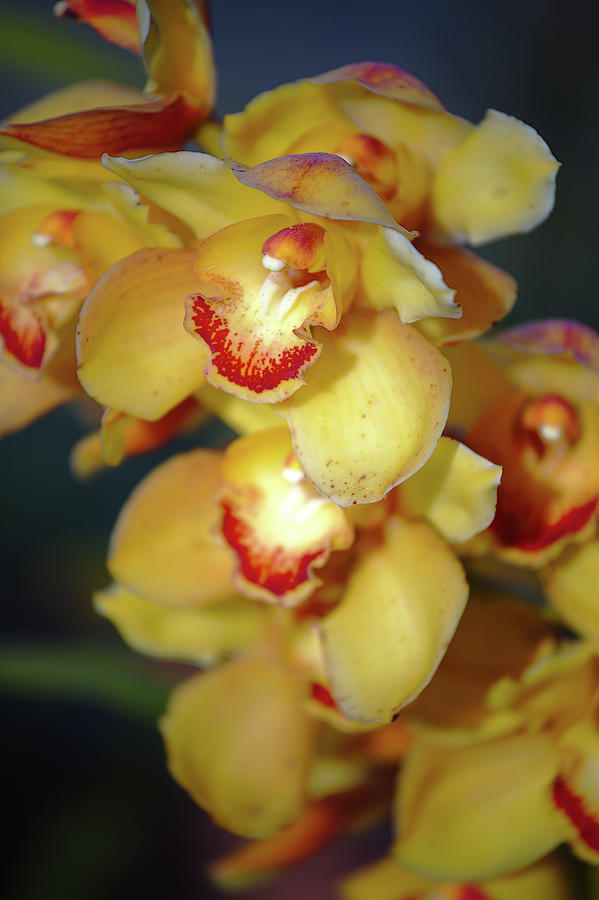 Yellow Boat Orchids #1 Photograph by Sean Hannon