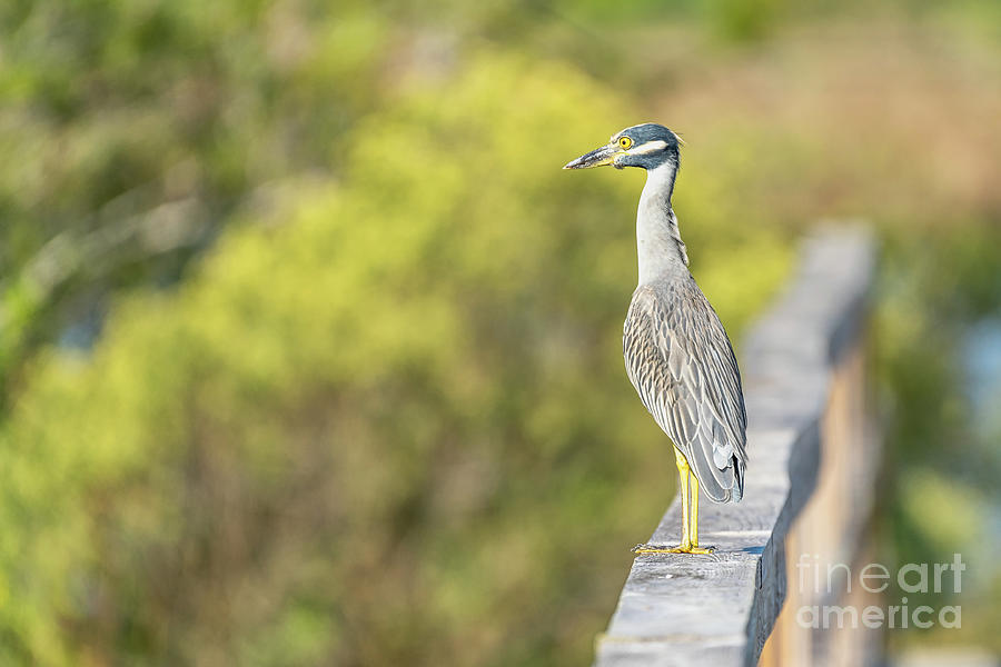 Yellow Crowned Night Heron #1 Photograph by Brian Wright