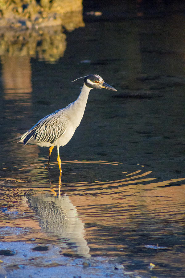 Yellow Crowned Night Heron #2 Photograph by Nautical Chartworks