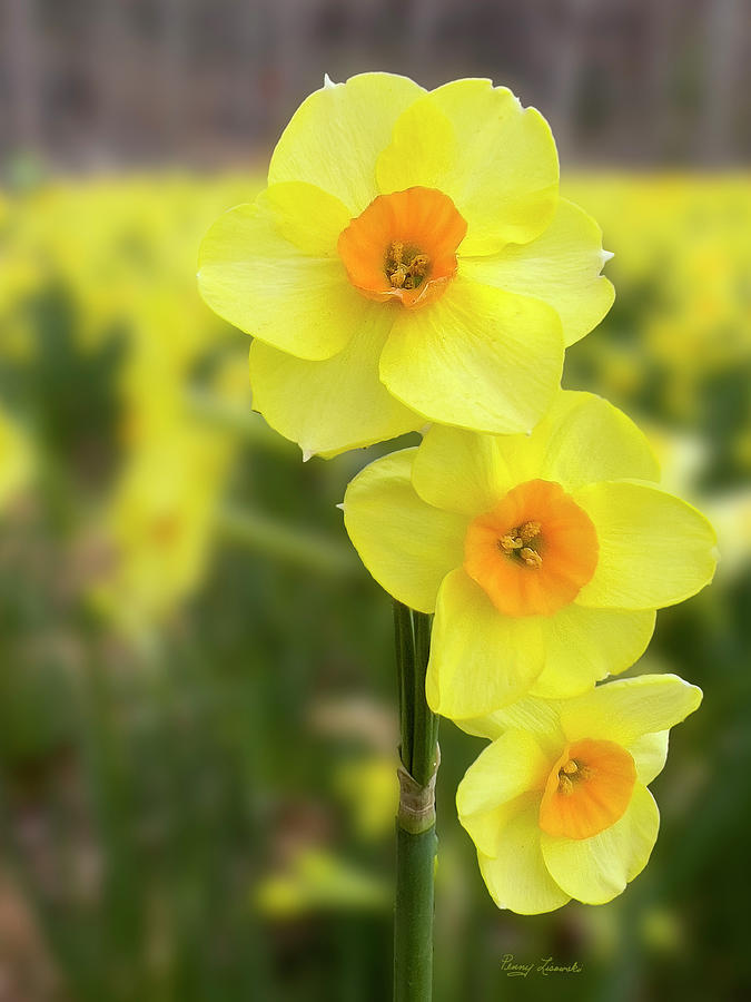 Yellow Daffodils #1 Photograph by Penny Lisowski