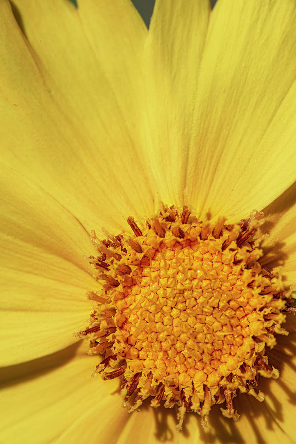 Daisy Photograph - Yellow Daisy Close-up #1 by Phil And Karen Rispin