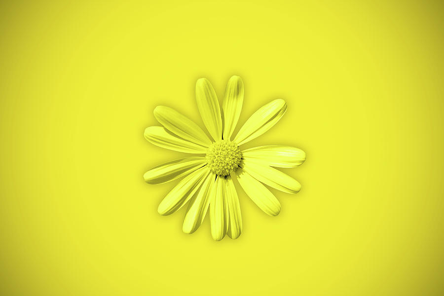 Yellow daisy flower Photograph by Fabiano Di Paolo