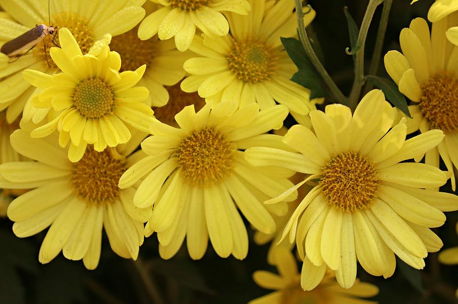 Yellow Daisy Photograph