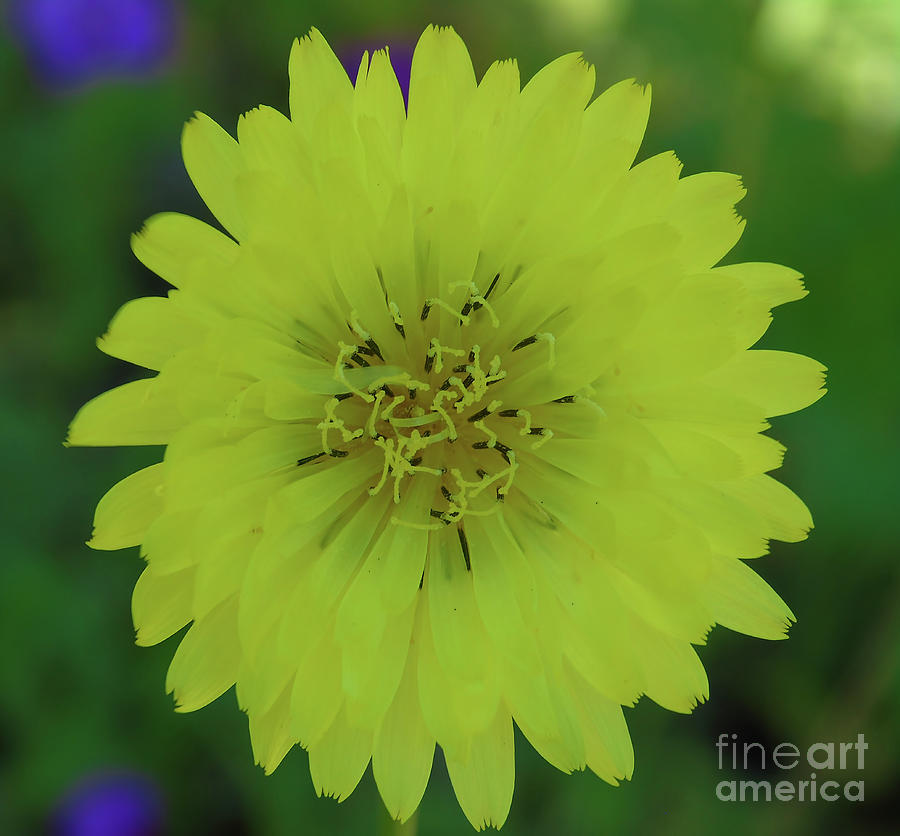Yellow Dandelion #1 Photograph by D Hackett