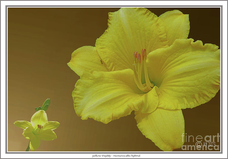 yellow Daylily - Hemerocallis hybrid #1 Photograph by Klaus Jaritz