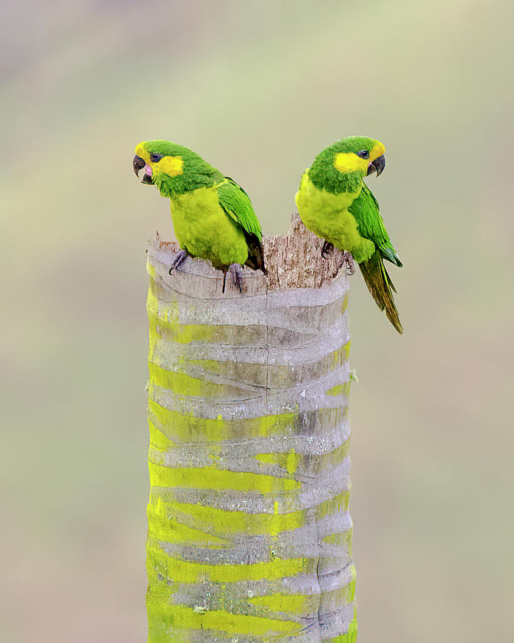 Yellow Eared Parrot Urapanes del Bosque Cajamarca Tolima Colombia #1 Photograph by Adam Rainoff