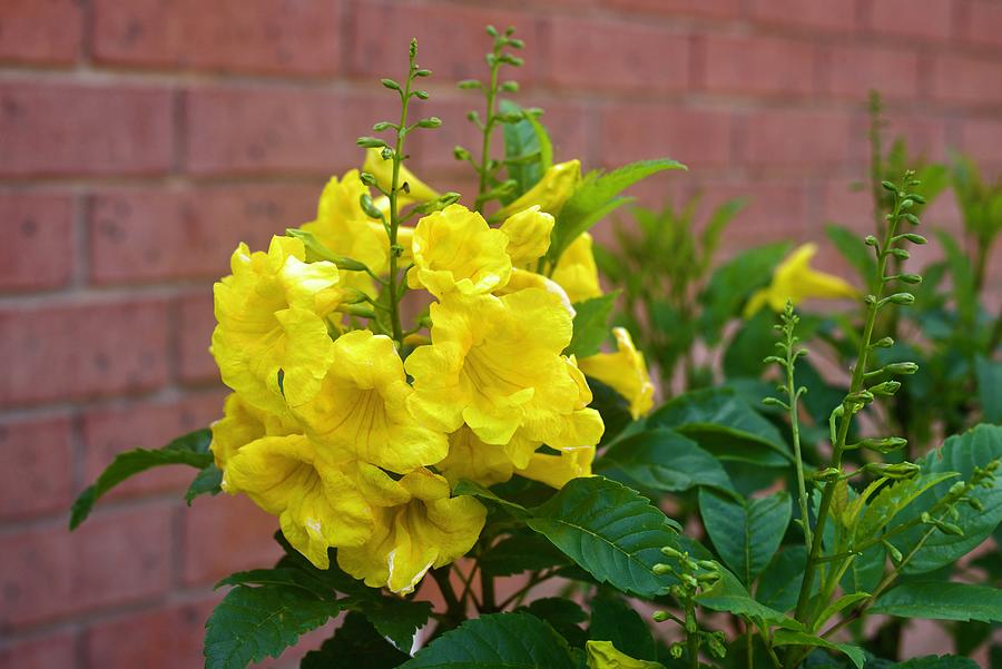 Yellow Esperanza Flower Photograph by Julia Reed - Fine Art America