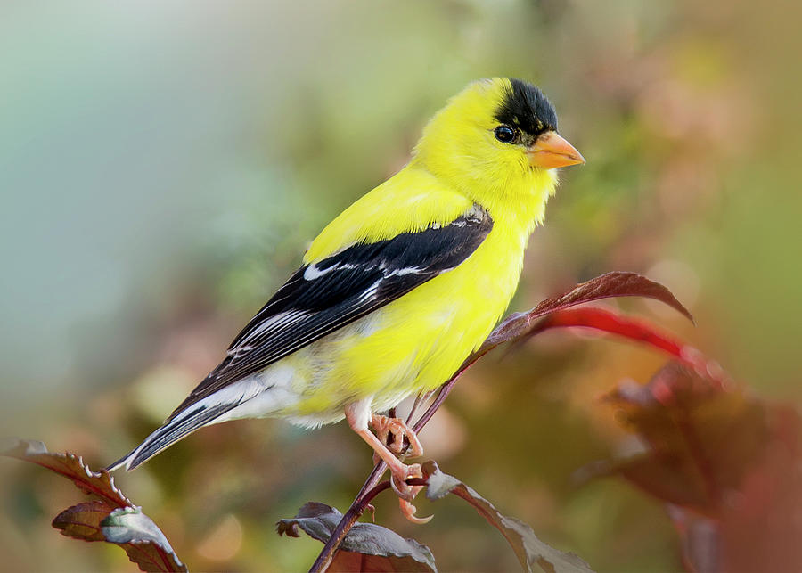 Yellow Finch 3 Photograph by Matthew Keiber - Fine Art America