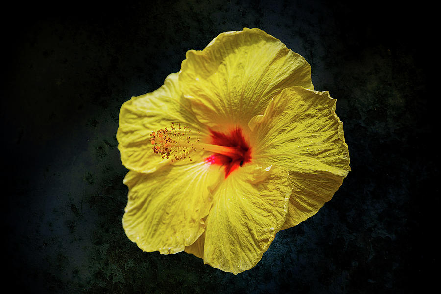 Yellow Flower Photograph by Angela Carrion Photography