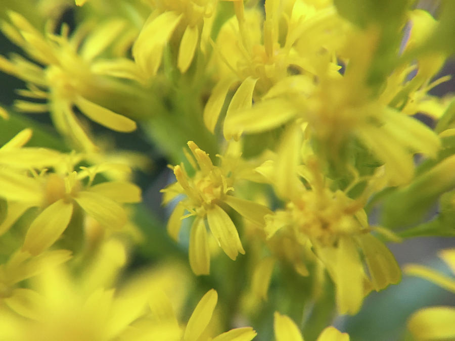 Yellow Flowers #1 Photograph by K Bradley Washburn