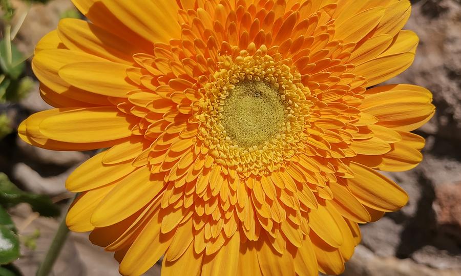 Yellow Gerbera Daisy Photograph - Yellow Gerbera daisy  #1 by Nature Art