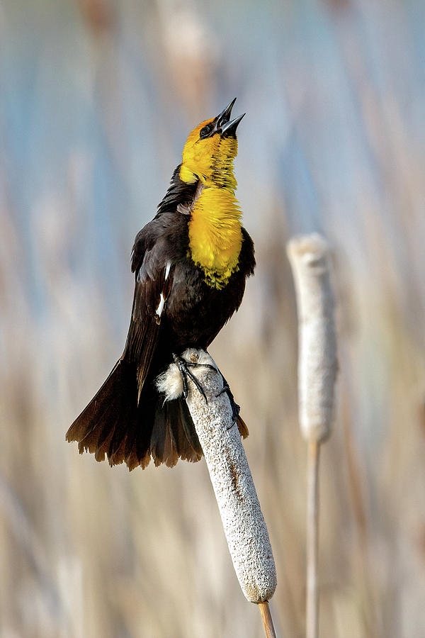 Yellow-headed Blackbird #1 Photograph by Jack Bell