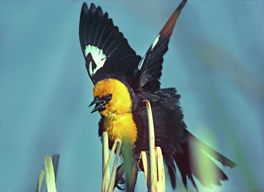 Blackbird Photograph - Yellow headed Blackbird #1 by Tim Fitzharris