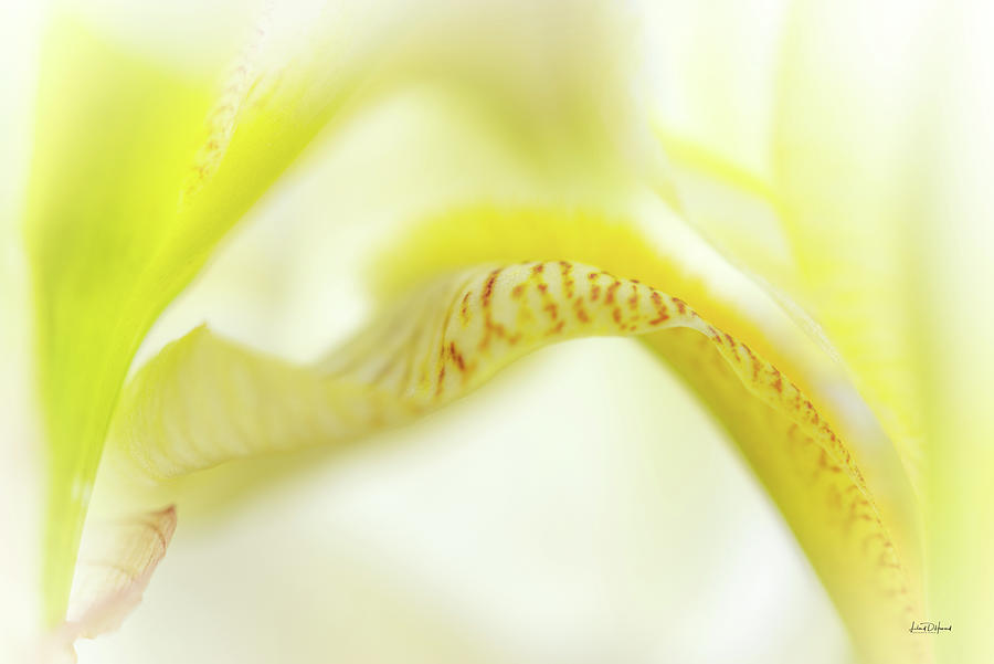 Flower Photograph - Yellow Iris 6 #1 by Leland D Howard