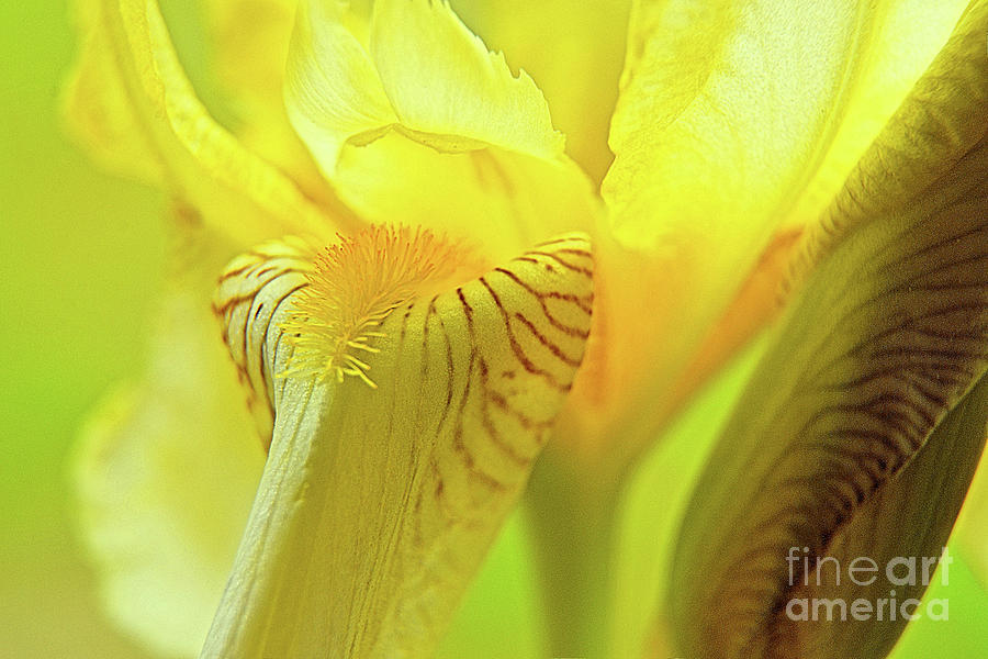 Yellow Iris #2 Photograph by Lauren Leigh Hunter Fine Art Photography