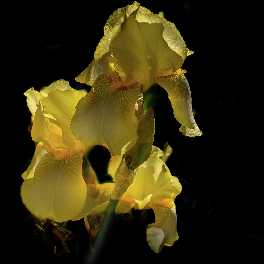Yellow Irises #1 Photograph by David Patterson Yellow Irises #1 Photograph by David Patterson