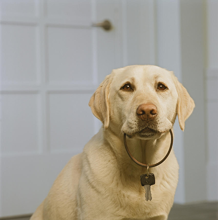 Yellow Labrador holding key in mouth, close-up #1 Photograph by GK Hart/Vikki Hart
