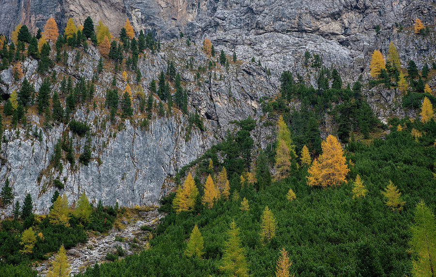 Yellow larches glowing on the edge of the rocky mountain. Dolomite Italy, Europe #1 Photograph by Michalakis Ppalis