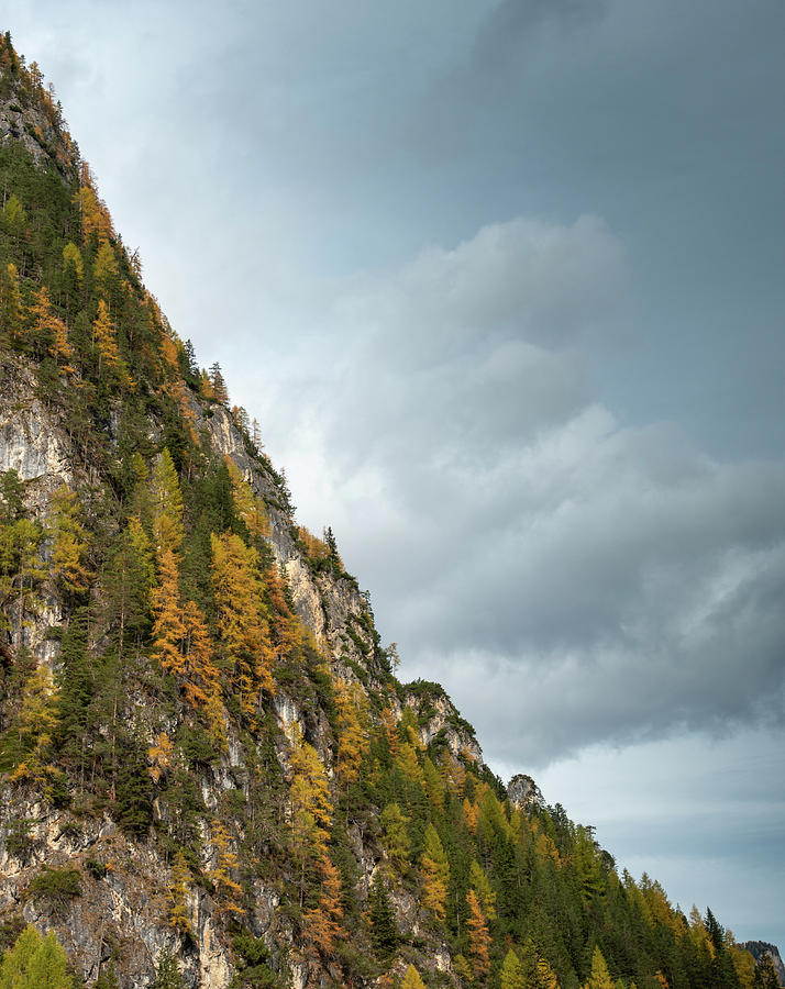 Yellow larches trees glowing on the edge of the rocky mountain. Dolomite alps, autumn landscape Italy #1 Photograph by Michalakis Ppalis
