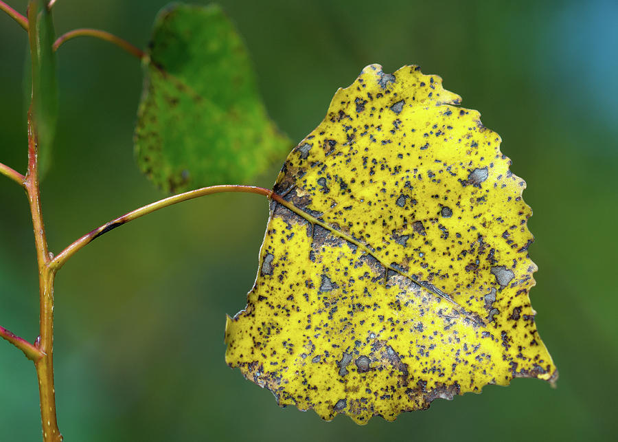 Yellow leaf #1 Photograph by David Morehead