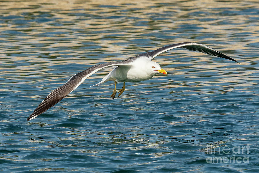 Yellow-legged Gull Larus michahellis Costa Ballena Cadiz #1 Photograph by Pablo Avanzini