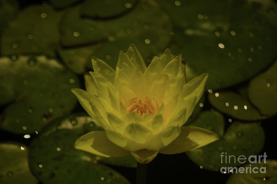 Yellow Lotus #2 Photograph by Donna Brown