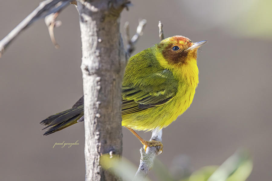 Yellow Mangrove Warbler Photograph by Apolonio Gonzalez - Fine Art America