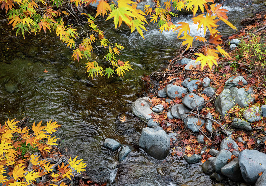 Yellow maple leaves on a tree above a river  from the beautiful  #4 Photograph by Michalakis Ppalis