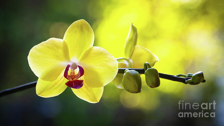 Yellow Orchid Flower Photograph by Raul Rodriguez