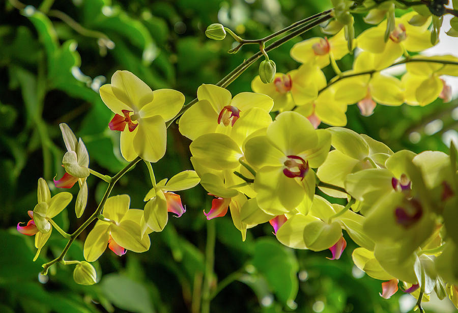 Yellow Orchids #1 Photograph by Cate Franklyn
