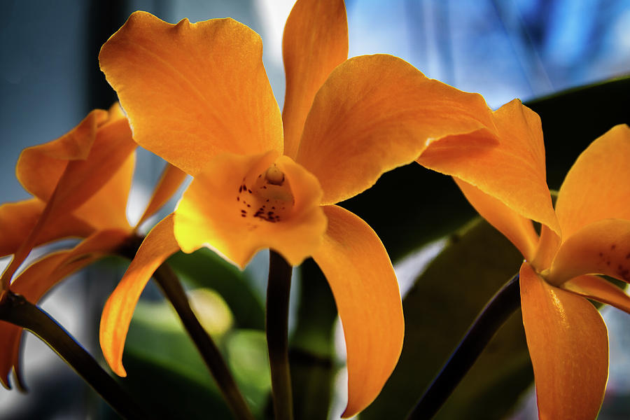 Yellow Orchids #1 Photograph by David Patterson