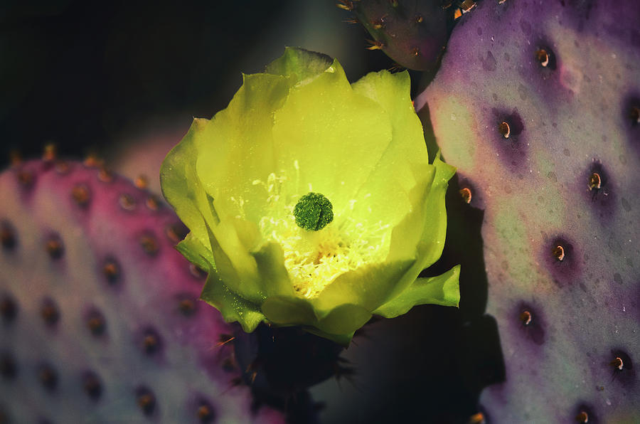 Yellow Prickly Bloom  #1 Photograph by Saija Lehtonen