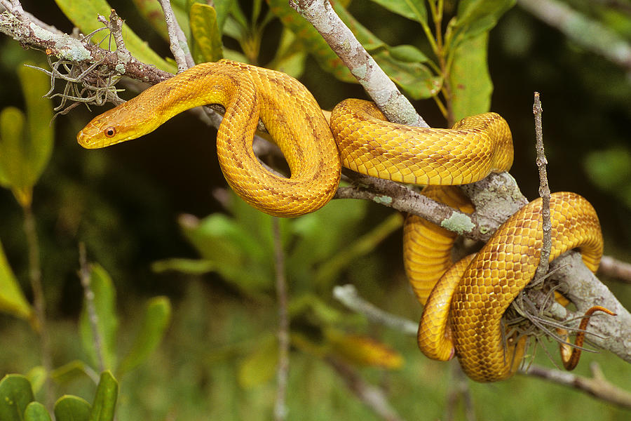 Yellow Rat Snake #1 Photograph by Michael Redmer - Fine Art America