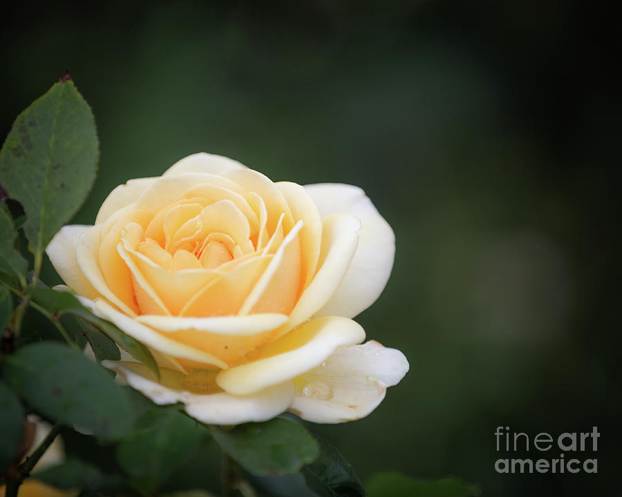 Yellow rose #2 Photograph by Agnes Caruso