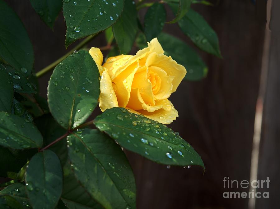 Yellow Rose Beauty #2 Photograph by Richard Thomas