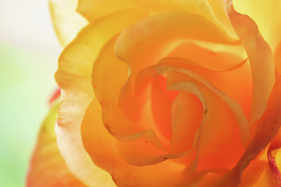 Yellow Rose #1 Photograph by Catherine Avilez