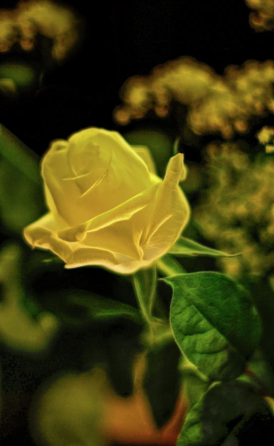 Yellow Rose #1 Photograph by Cordia Murphy