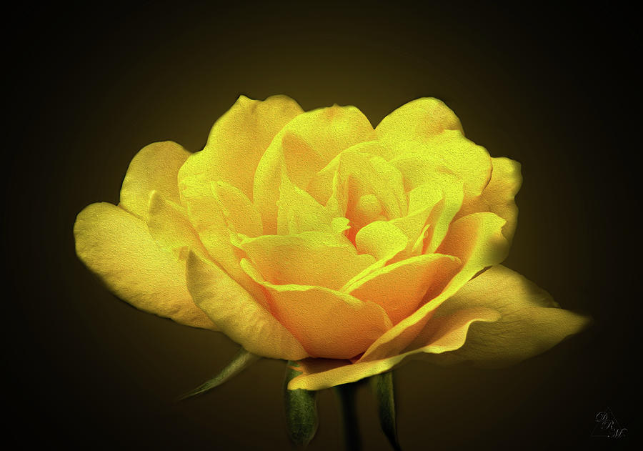 Yellow Rose Pyrography