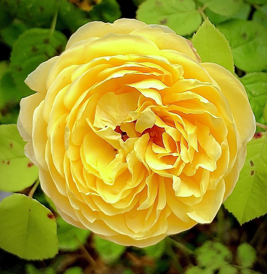 Yellow Rose #1 Photograph by Gordon James