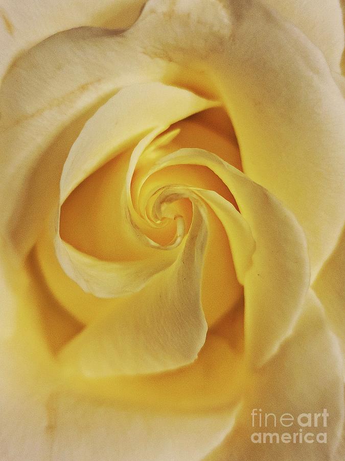 Yellow Rose Of Texas Digital Art