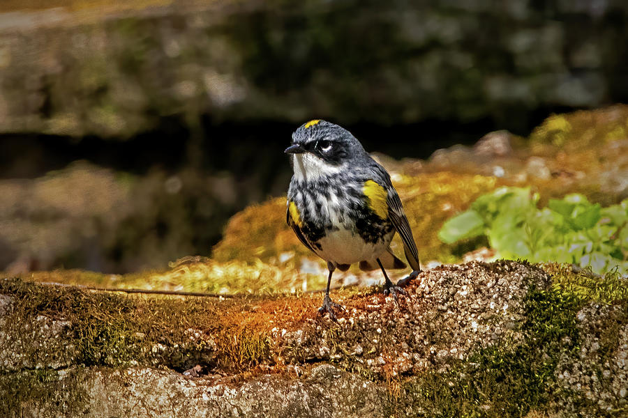 Yellow-Rumped Warbler #1 Photograph by Ira Marcus