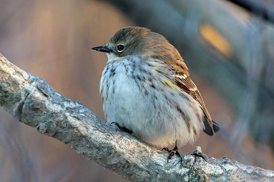 Yellow-rumped Warbler Smithtown New York #1 Photograph by Bob Savage