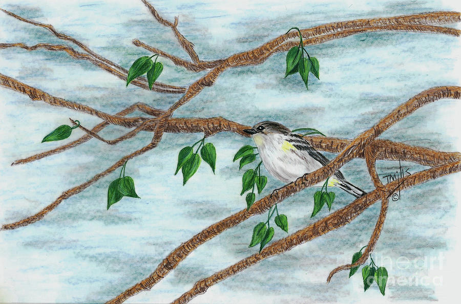 Yellow Rumped Warbler #1 Drawing by Terri Mills