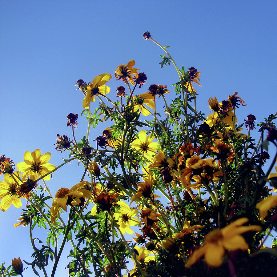 Yellow Sky Flowers Photograph
