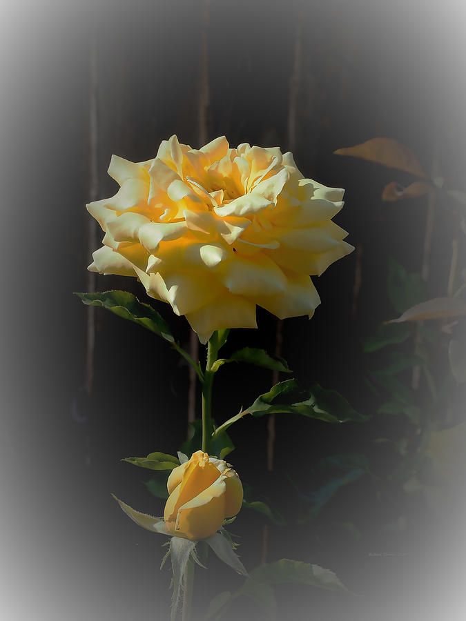 Yellow Summer Rose #1 Photograph by Richard Thomas