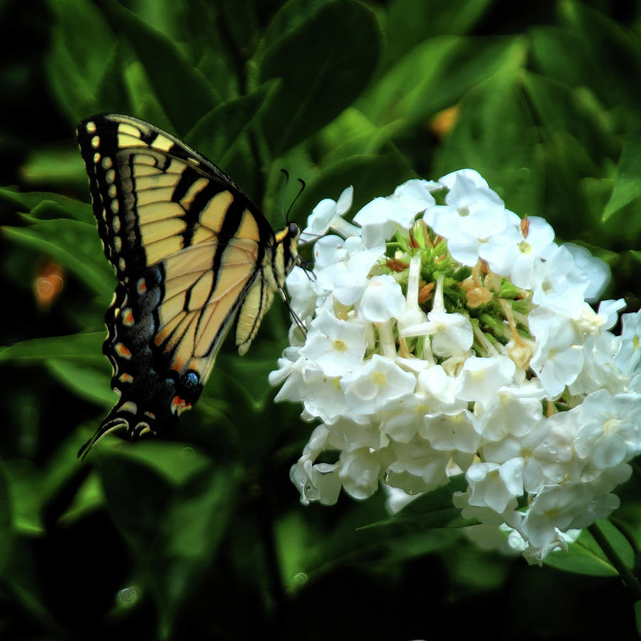 Yellow Swallowtail and Bloom #1 Photograph by George Taylor